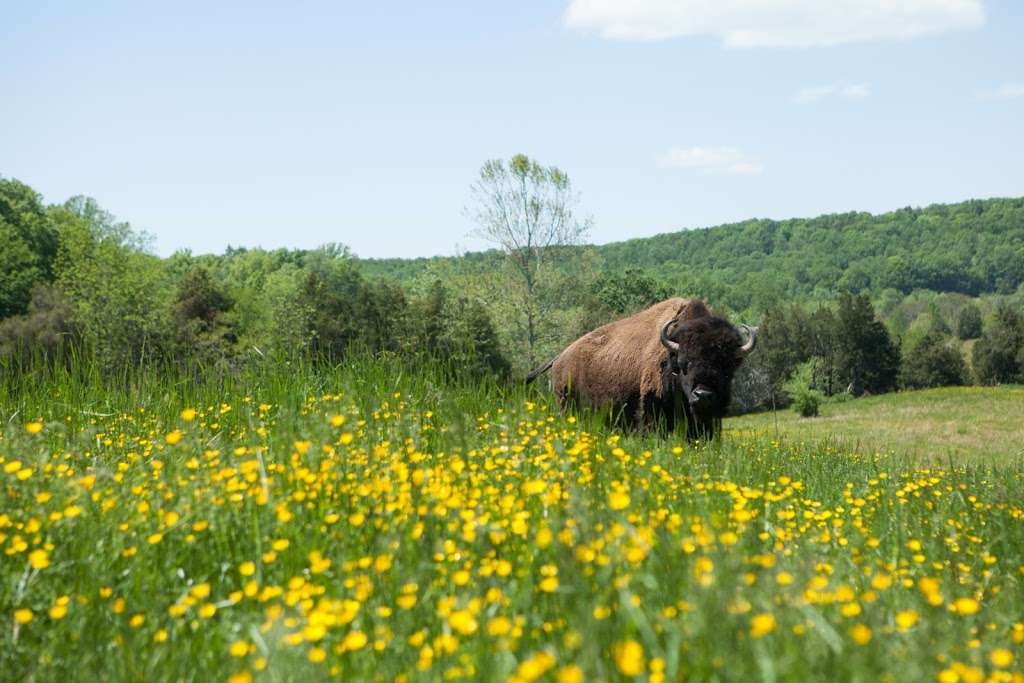 Virginia Bison Company at Cibola Farms | 10075 Stone Bridge Rd, Culpeper, VA 22701, USA | Phone: (540) 212-9455