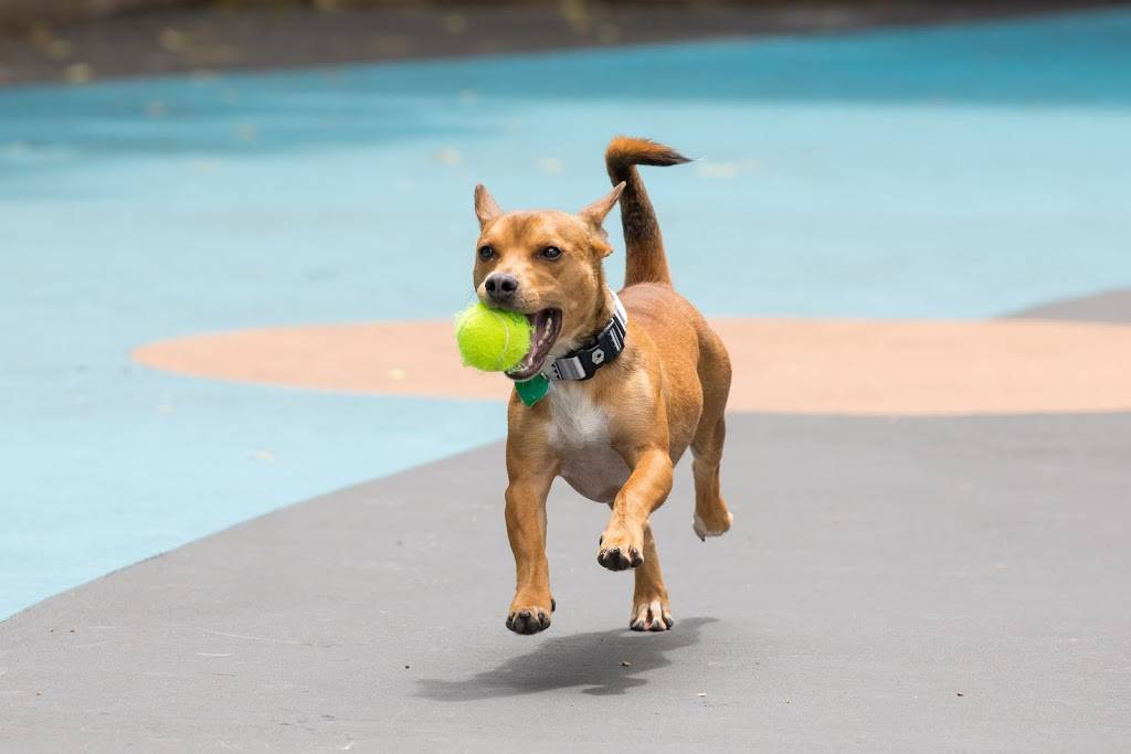 Leroy Street Dog Park | 2, 353 West St, New York, NY 10014 | Phone: (212) 627-2020