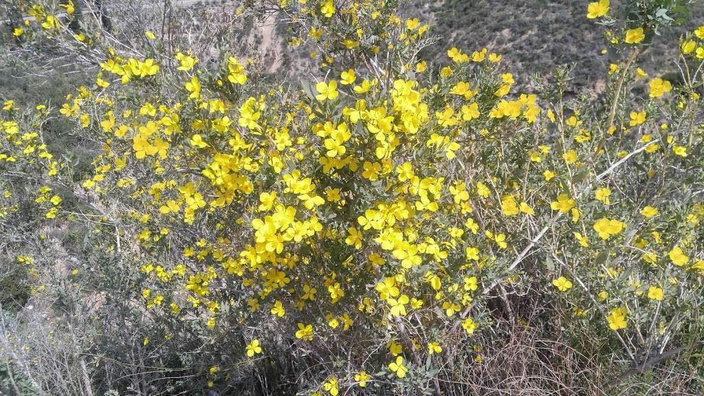 Condor Peak Trailhead | Tujunga, CA 91042, USA