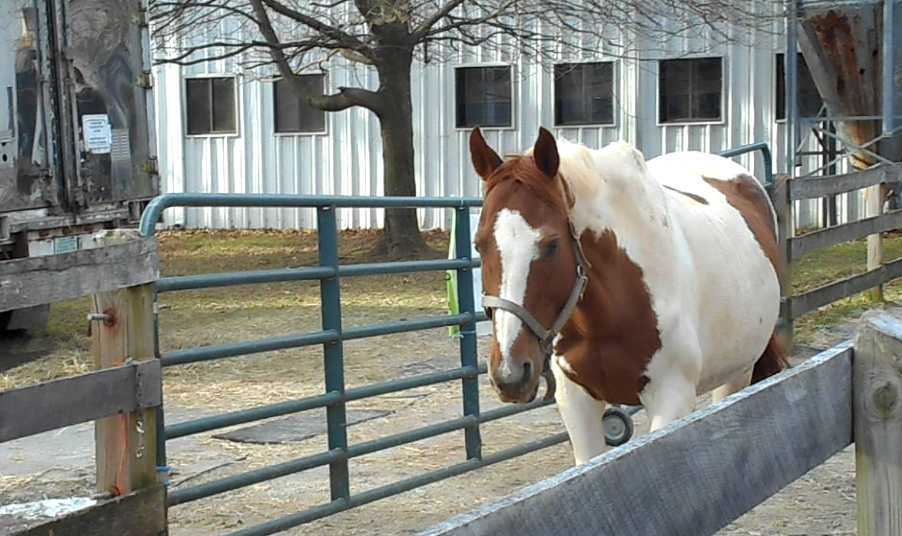 Wheaton Park Stables | 1101 Glenallan Ave, Wheaton-Glenmont, MD 20902, USA | Phone: (301) 622-2424