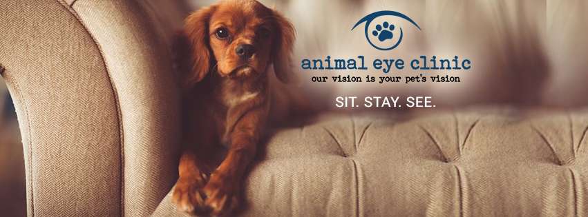 Animal Eye Clinic | 14637 Gray Rd, Westfield, IN 46062, USA | Phone: (317) 999-7873