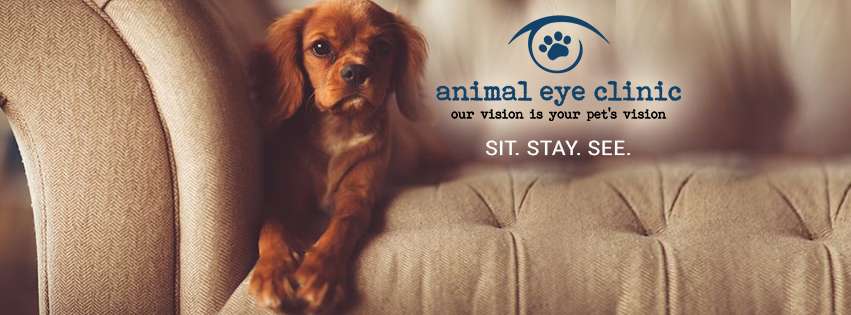 Animal Eye Clinic | 14637 Gray Rd, Westfield, IN 46062 | Phone: (317) 999-7873