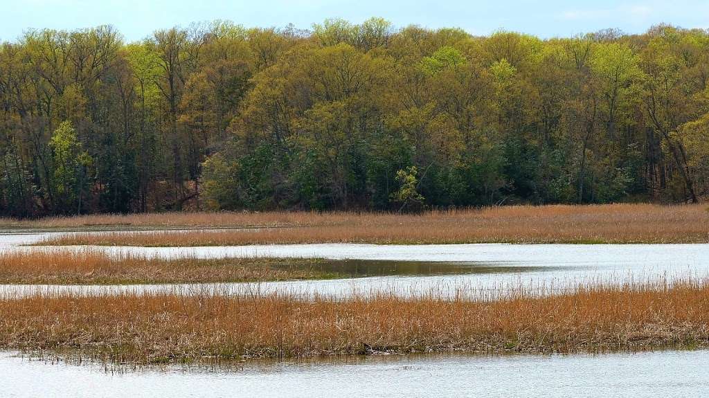 Elizabeth Hartwell Mason Neck National Wildlife Refuge | High Point, Lorton, VA 22079, USA | Phone: (703) 490-4979