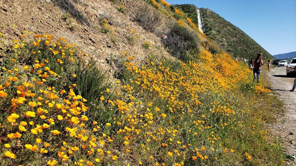 Wildflower Viewing Area | I-15, Lake Elsinore, CA 92532, United States