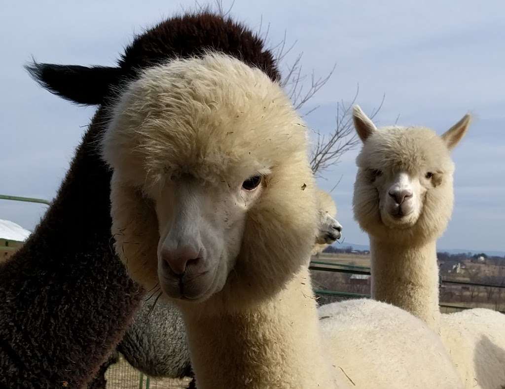 Long Acres Alpaca Farm | 9703 Blue Spring Rd, Mercersburg, PA 17236 | Phone: (717) 491-0036