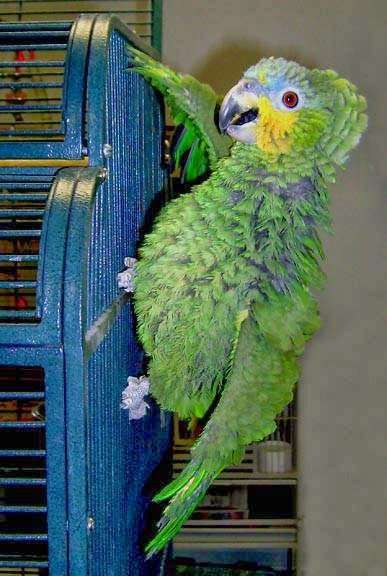 Burge Bird Services | 13833 US-71, Grandview, MO 64030, USA | Phone: (816) 356-4700