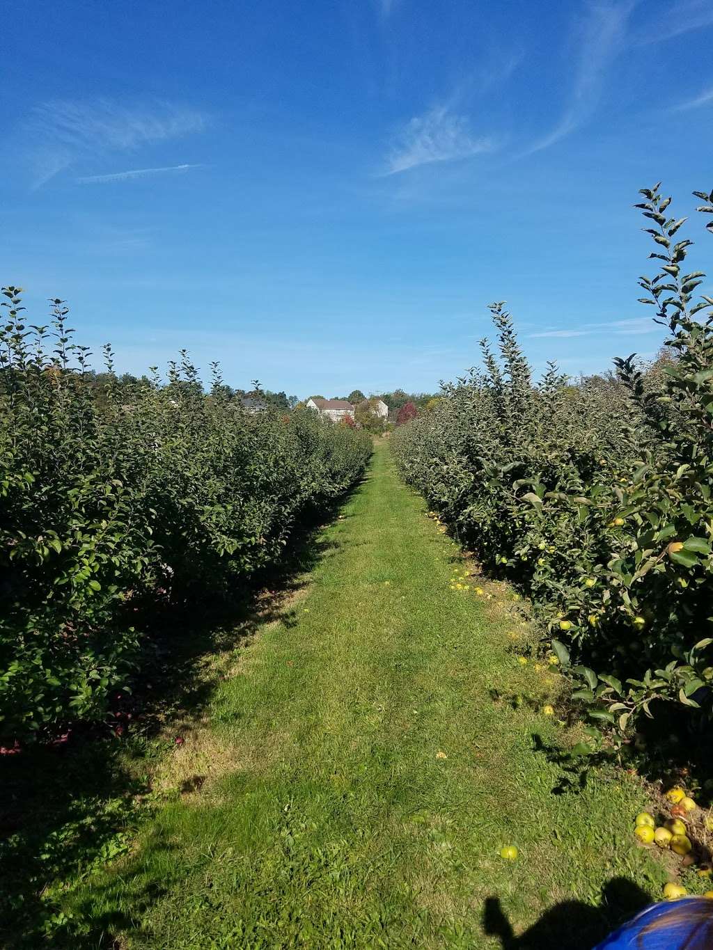 Hamilton Family Orchards | 7786 Steinsburg Rd, Coopersburg, PA 18036, USA | Phone: (610) 967-6135