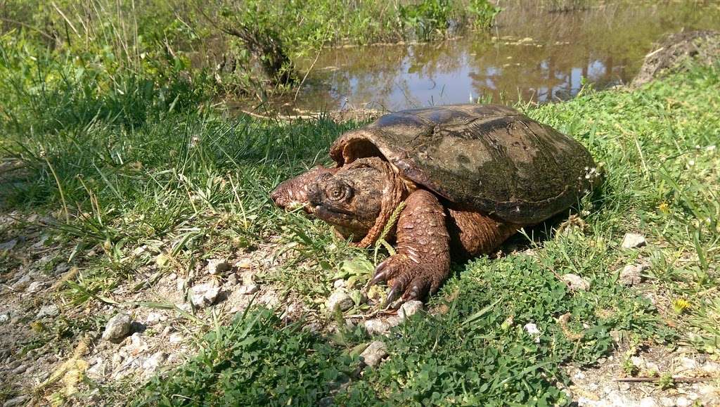 Jackson M. Abbott Wetland Refuge | 5000 Pole Rd, Alexandria, VA 22309, USA