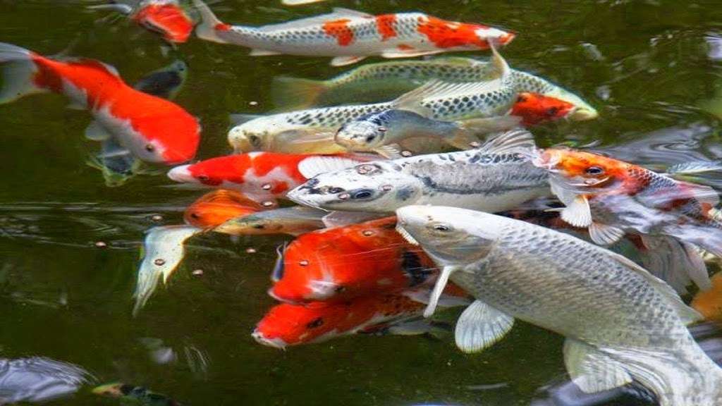 The Funky Koi Pet & Pond Supply | 41 Porter St, Berkley, MA 02779, USA | Phone: (508) 880-0274