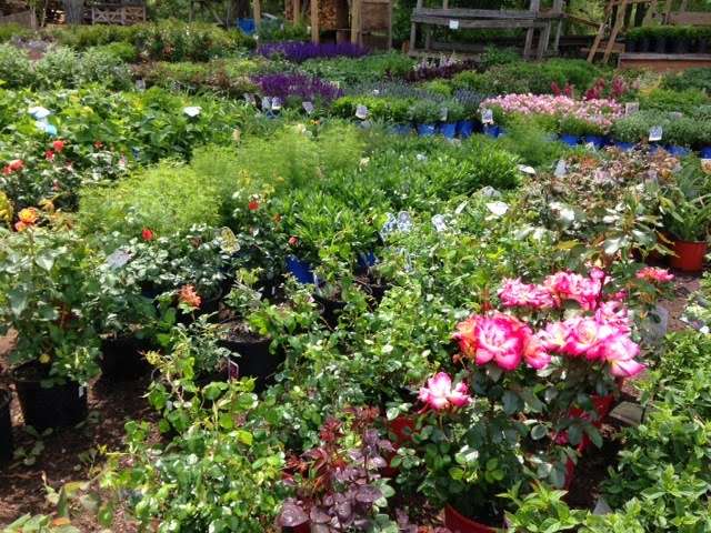 Wolf Hill Garden Center | 60 Turnpike Rd, Ipswich, MA 01938 | Phone: (978) 356-6342