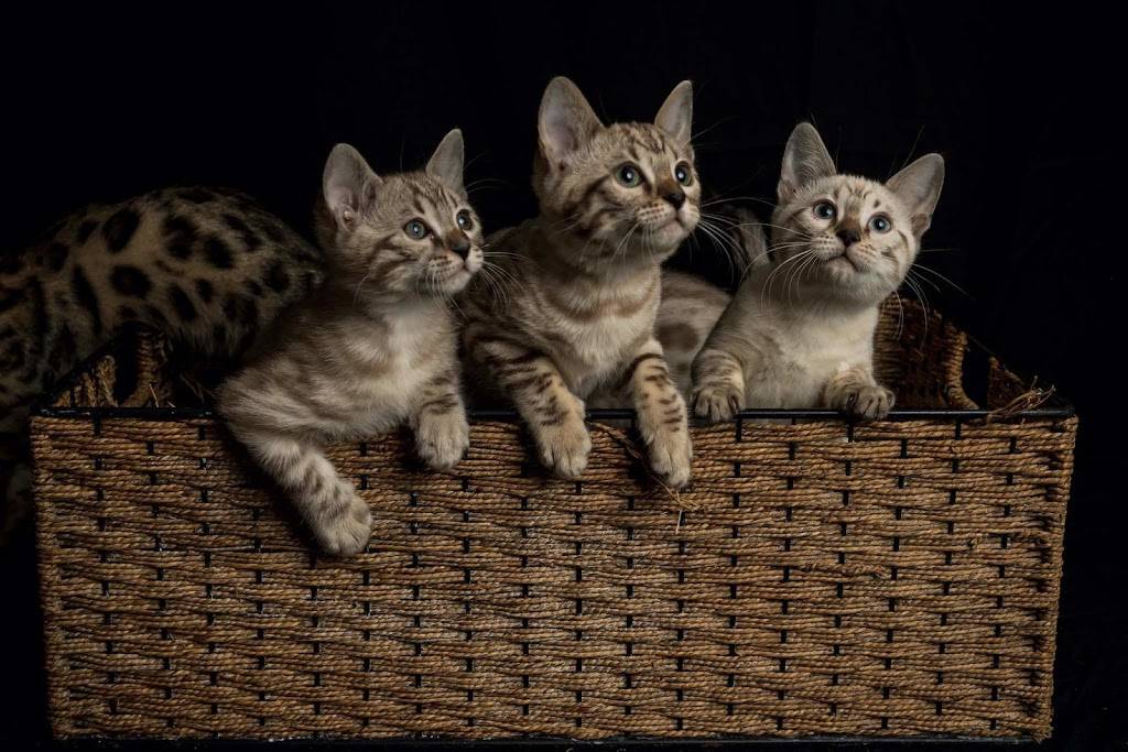 Lucky 1st Bengal Kittens | 52 Rhodes Cir, Hingham, MA 02043, USA | Phone: (781) 749-3790