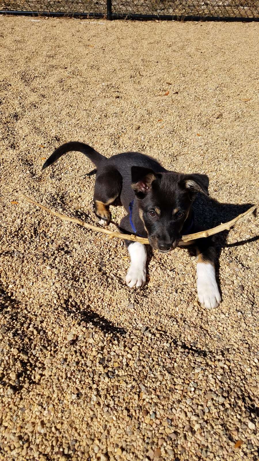 Barnum Dog Park | Denver, CO 80204, USA