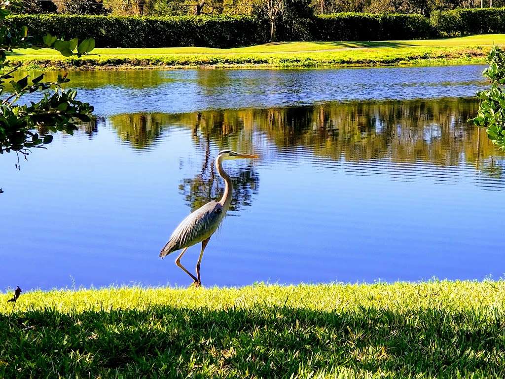 Kissimmee Bay Country Club | 2801 Kissimmee Bay Blvd, Kissimmee, FL 34744, USA | Phone: (407) 348-4653