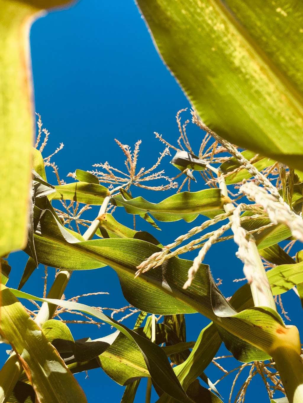 Oak Park Community Garden | 401 Kanan Rd, Oak Park, CA 91377, USA | Phone: (805) 584-4400