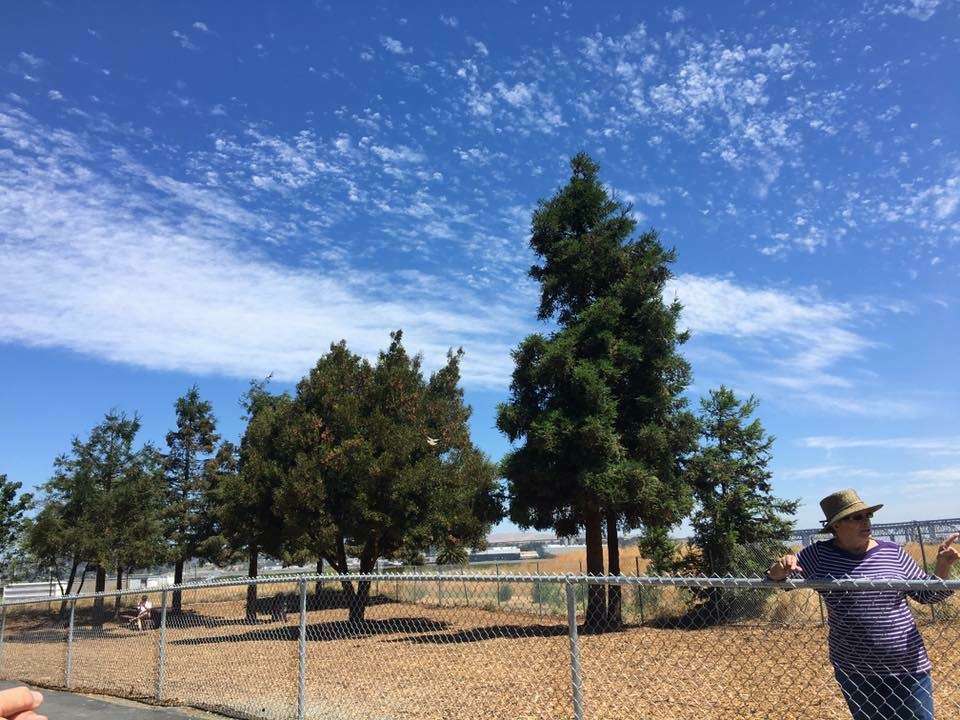 Martinez Dog Park | 115 Tarantino Dr, Martinez, CA 94553