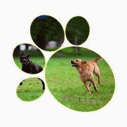 CANINE CORRAL | 1845 New York Ave, Huntington Station, NY 11746, USA | Phone: (631) 549-1544