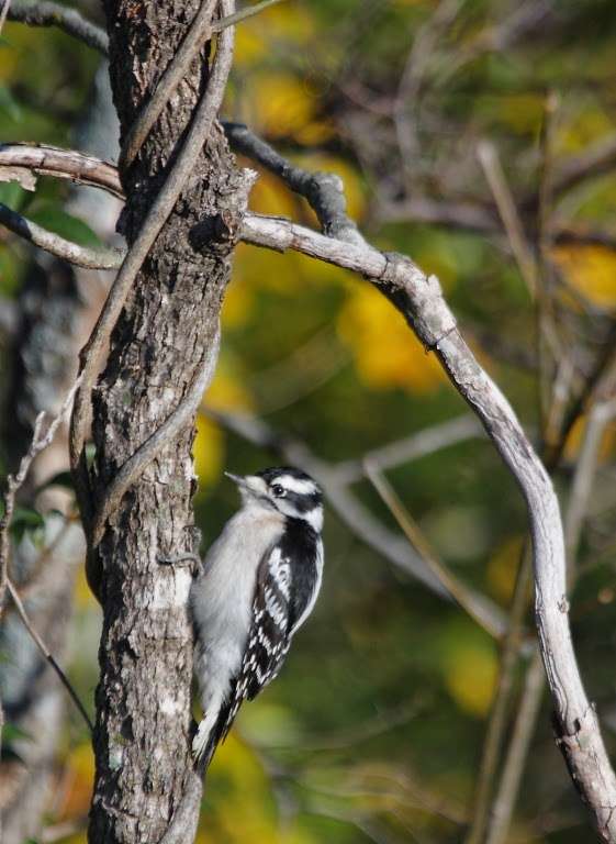 Mountain Creek Preserve | 825 W Irving Blvd, Irving, TX 75060, USA | Phone: (972) 721-2600