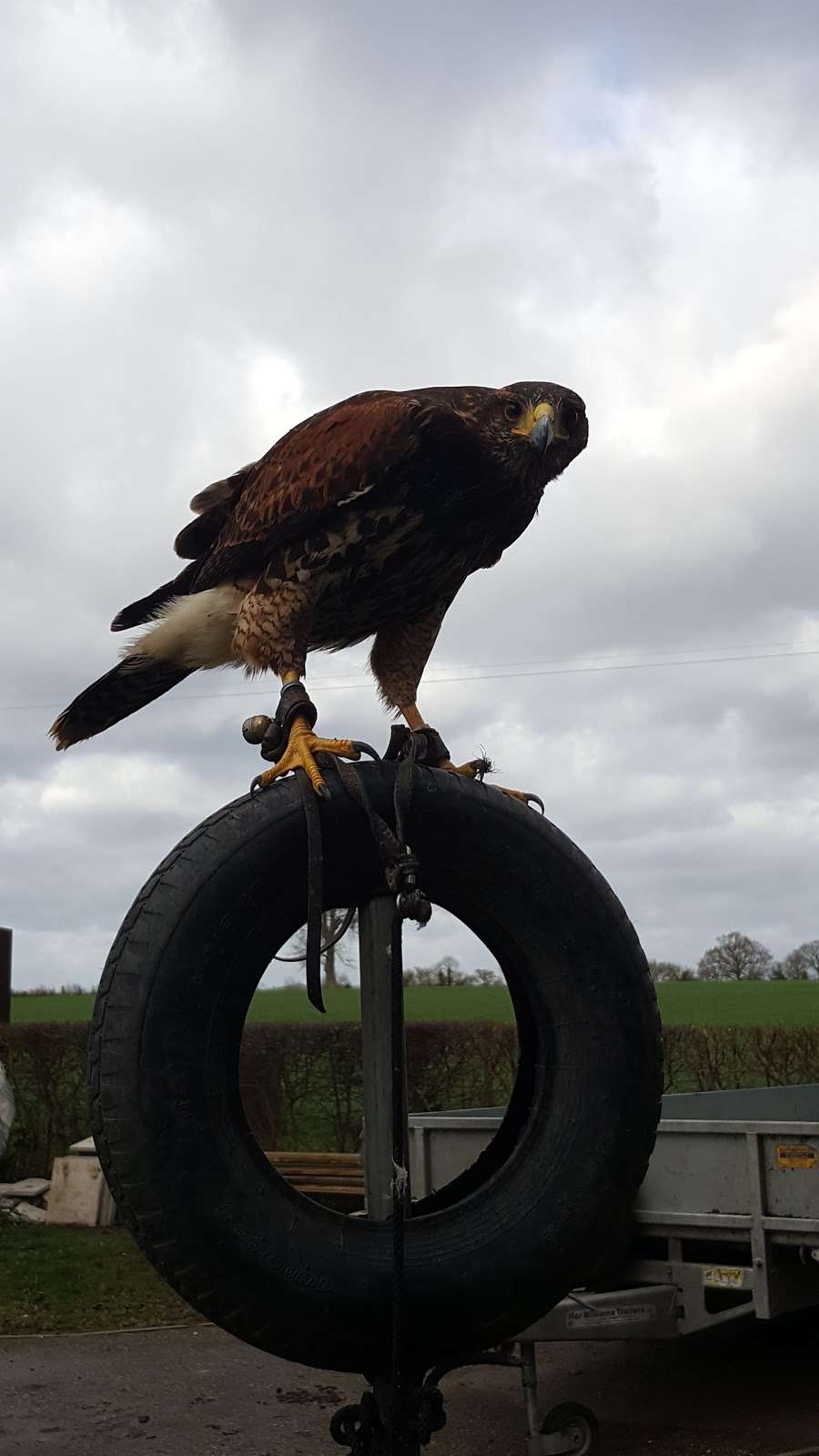 Skyesafe Estate Management Ltd | Long Hide, Leaden Roding CM6 1YS, UK | Phone: 07535 979866