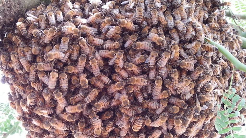 The Beehive Bee and Wasp Removal | 5144 E Aire Libre Ave, Scottsdale, AZ 85254, USA | Phone: (602) 600-5382