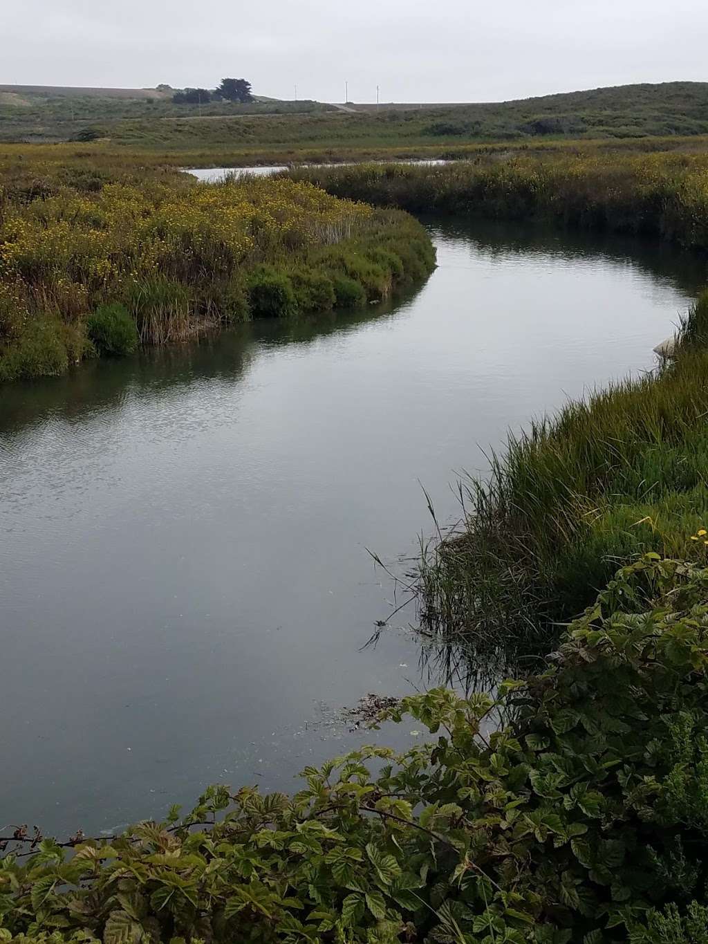 Pescadero Marsh Natural Preserve | New Years Creek Rd, Pescadero, CA 94060, USA | Phone: (650) 593-3281