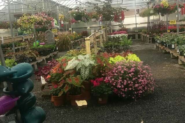 Meadows Farms Nurseries and Landscape | 1725 Berryville Pike, Winchester, VA 22603, USA | Phone: (540) 722-4141