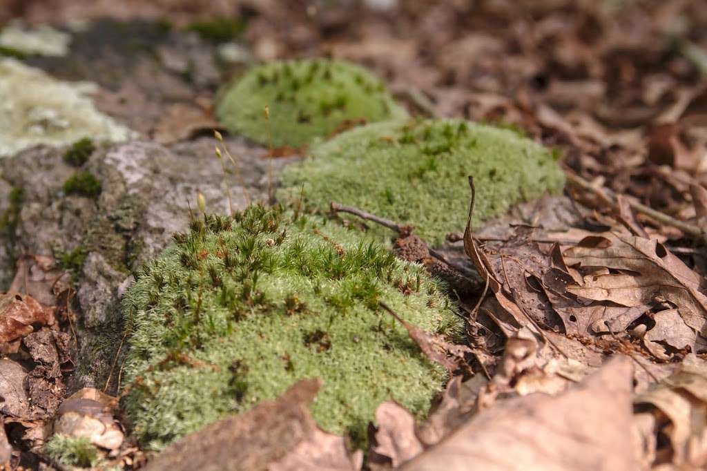 Yellow Trail | 1100-1286 Sugarloaf Mountain Rd, Dickerson, MD 20842, USA