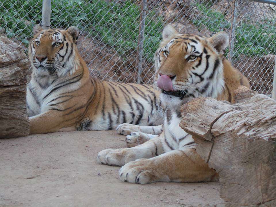 Wildlife Waystation | 14831 Little Tujunga Canyon Rd, Sylmar, CA 91342 | Phone: (818) 899-5201