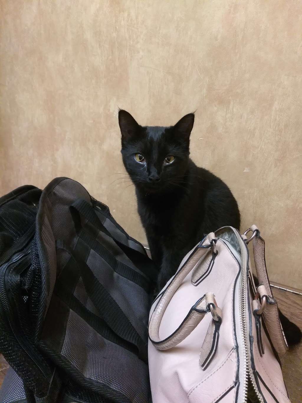 VitalPet - All Community Animal Hospital | 24021 US-59, Porter, TX 77365, USA | Phone: (281) 354-2724