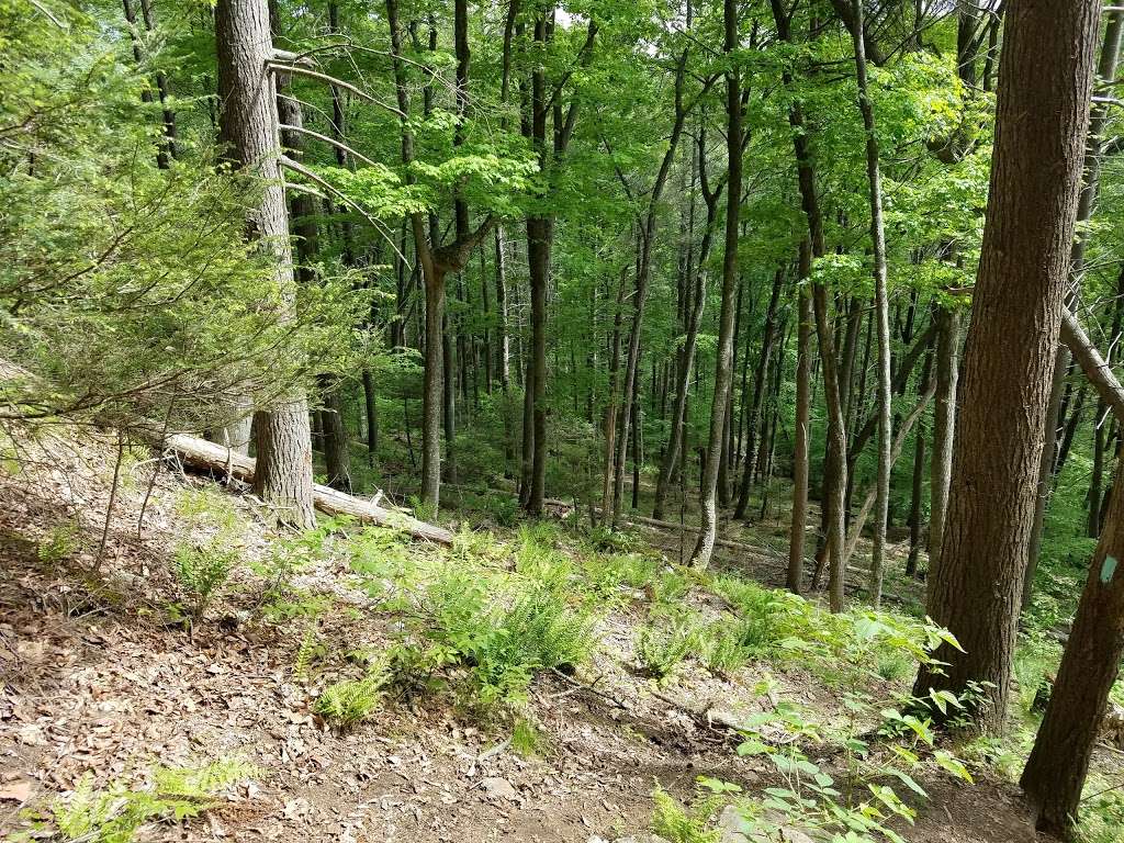 Paugussett State Forest | Route 32, Sandy Hook, CT 06482, USA | Phone: (860) 424-3000