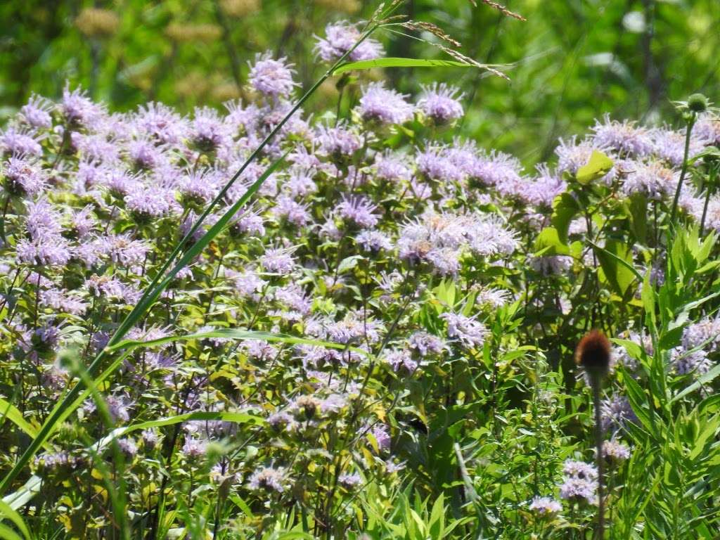 Native Prairie and Woodland | Mesquite, TX 75150, USA