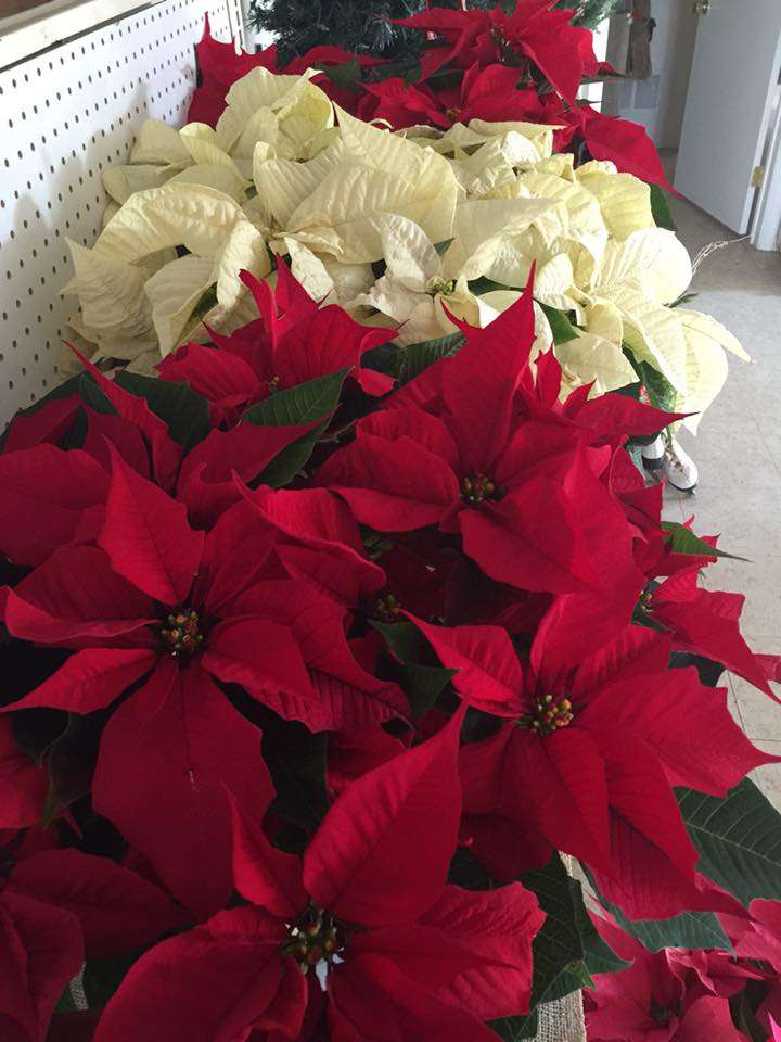 Redmonds Garden Center | 1360 US-206, Tabernacle, NJ 08088, USA | Phone: (609) 268-1018