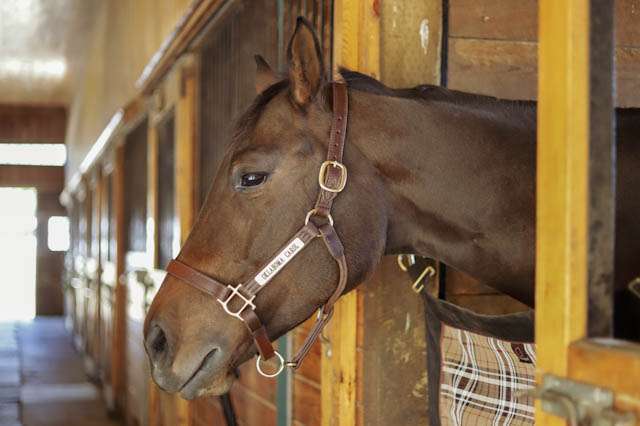 Vintage Mare Stables | Bolton Rd, Harvard, MA 01451, USA | Phone: (978) 302-5803