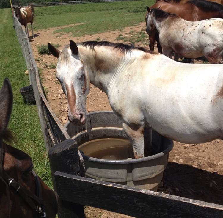 Touch Point Farm | 16251 Dark Horse Trail, Culpeper, VA 22701 | Phone: (540) 547-4677