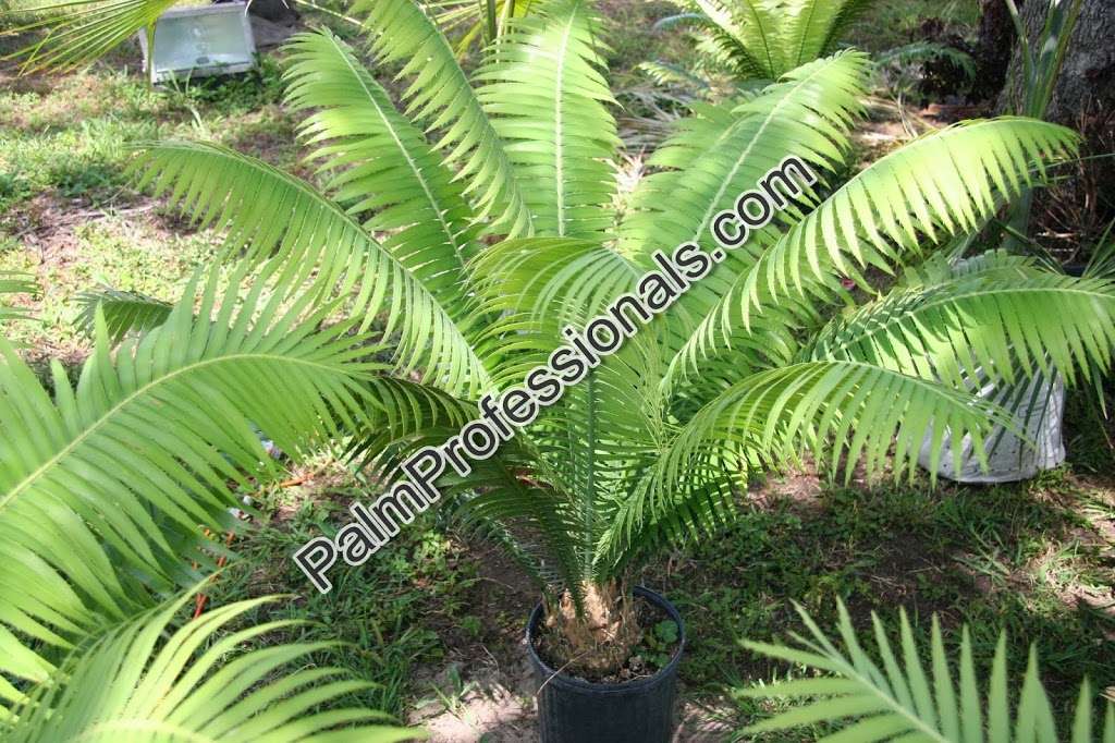 Palm Professionals Tropical Nursery | 20113 Southwest Fwy, Sugar Land, TX 77479, USA | Phone: (713) 621-7256