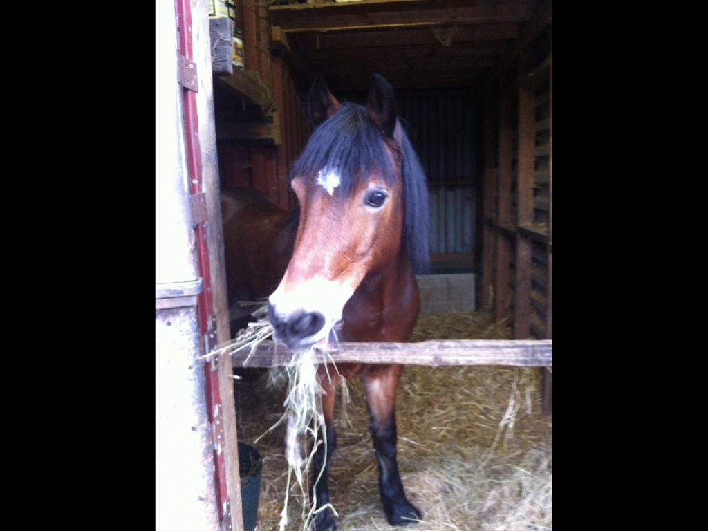 Barnfield Riding School | Parkfields Rd, Kingston upon Thames KT2 5LL, UK | Phone: 020 8546 3616