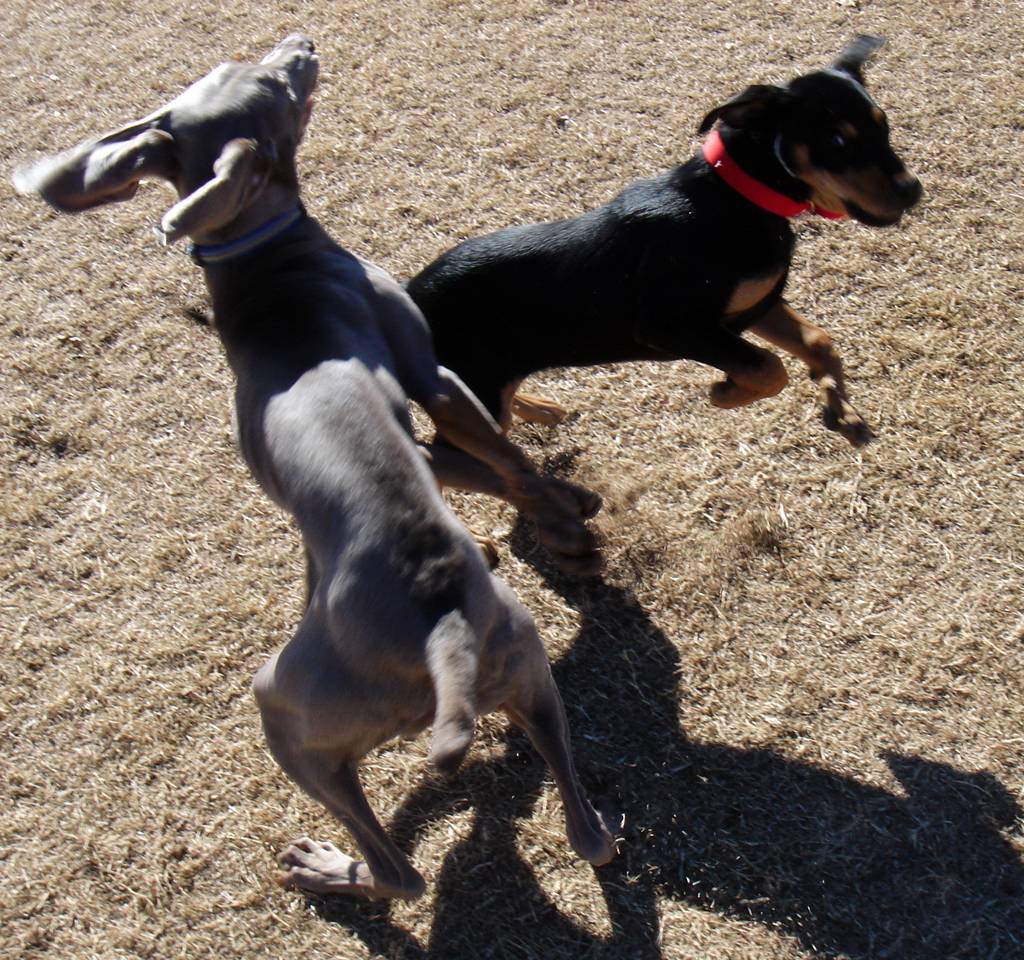 PetSmart Dog Park | 6655 N 23rd Ave, Phoenix, AZ 85015, USA | Phone: (602) 262-6971