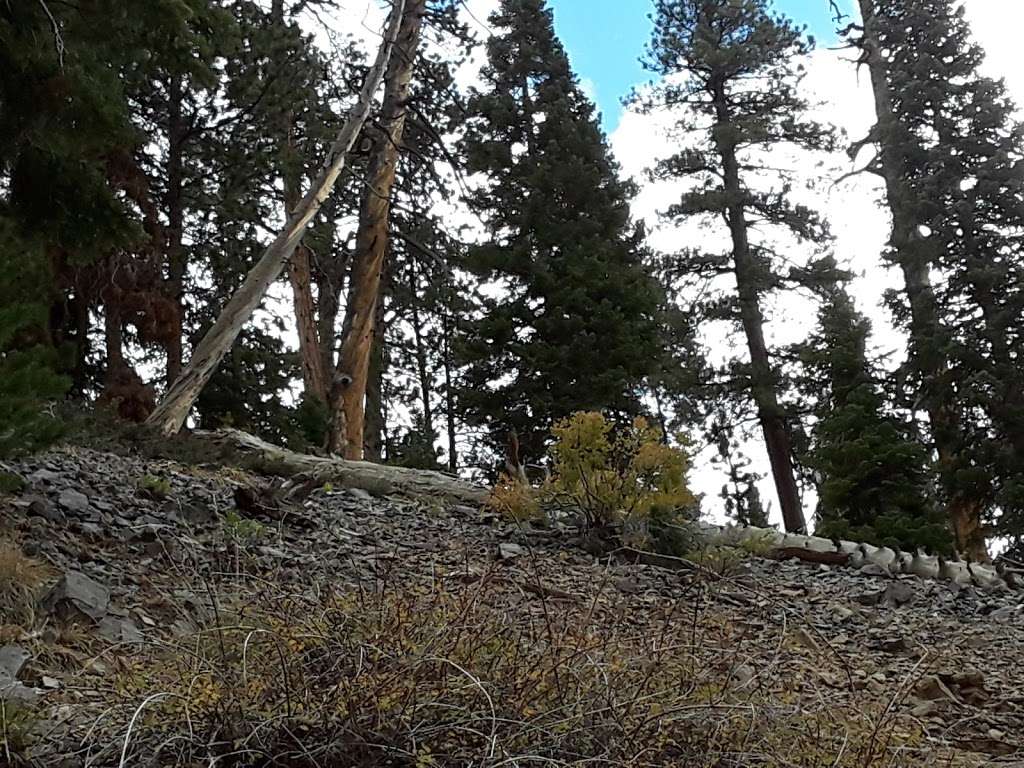 Cathedral Rock Trailhead | Cathedral Picnic Area, Mt Charleston, NV 89124