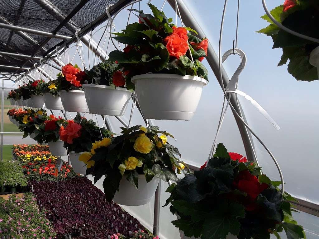 The Country Flower Greenhouse | 712 Shirksville Rd, Jonestown, PA 17038, USA | Phone: (717) 875-7220