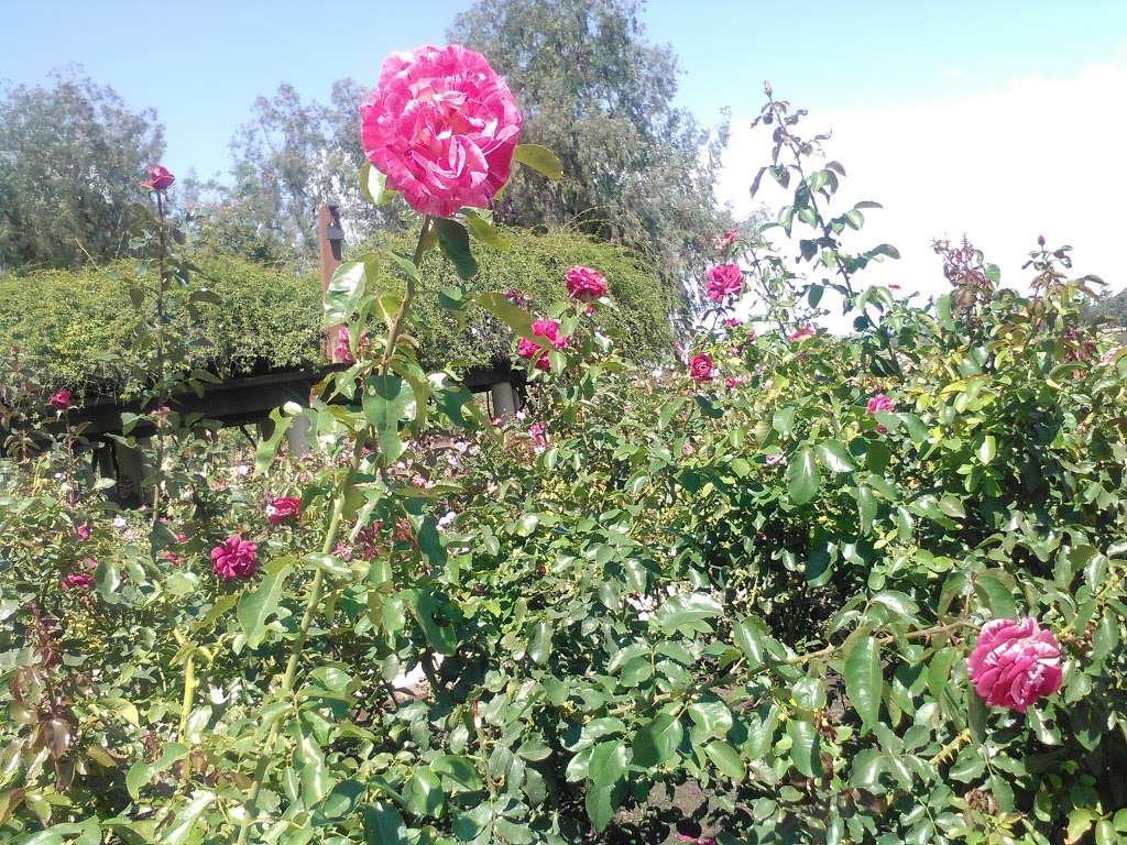 Rose and Cactus Gardens | San Diego, CA 92104, USA | Phone: (619) 239-0512