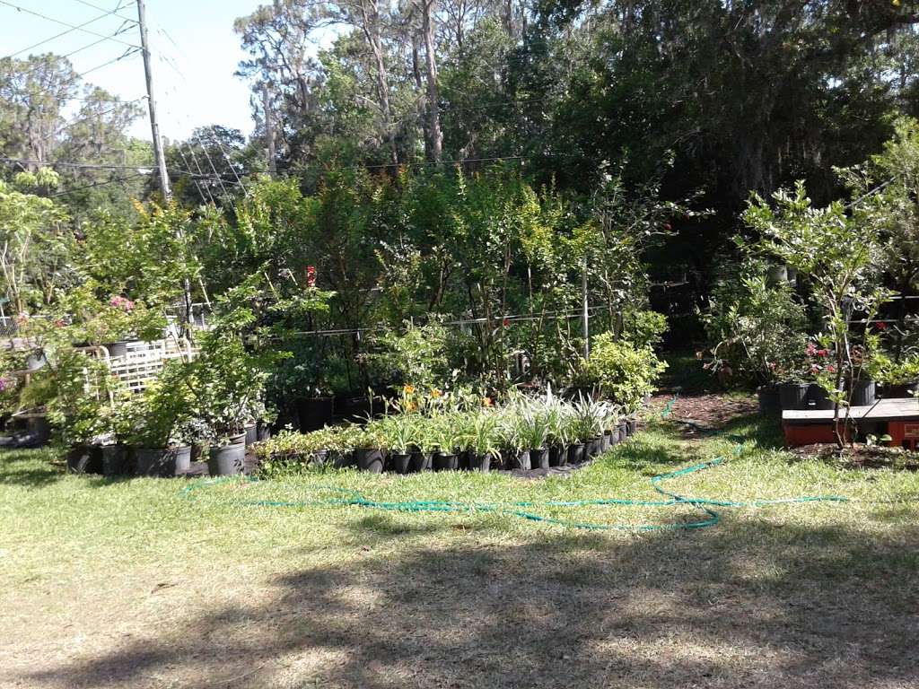 Perlas Nursery | 5115 Shepherd Rd, Lakeland, FL 33811, USA | Phone: (863) 212-1040