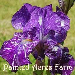 Painted Acres Farm | 1711 SE State Hwy Ee, Weatherby, MO 64497, USA | Phone: (816) 449-2975