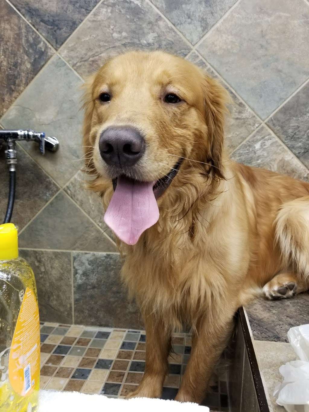 Pet Valu | 104 Baltimore Pike, Springfield, PA 19064, USA | Phone: (484) 479-3428