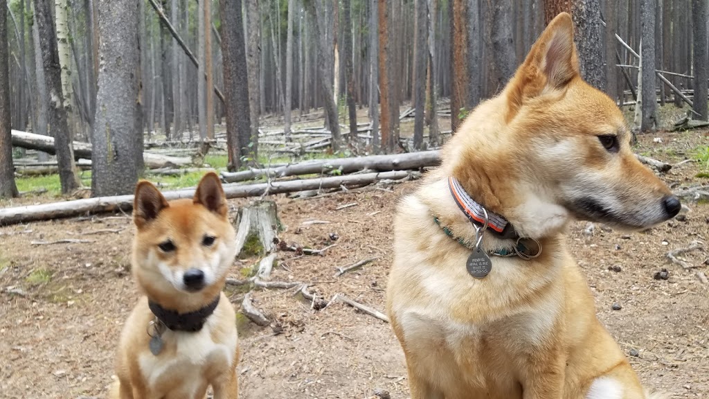 Cub Creek Trail Head | Club Creek Trail, Evergreen, CO 80439, USA