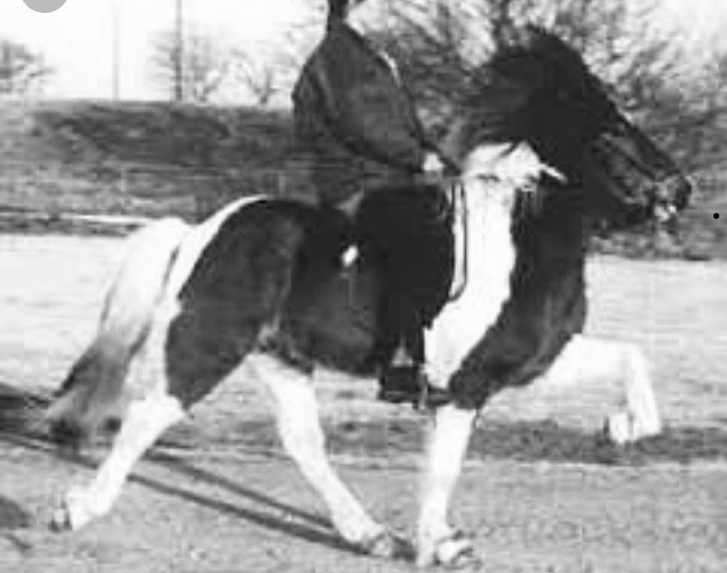 Klakahross Icelandic Horse Training Facility in Oklahoma | 18243 S 132nd E Ave, Bixby, OK 74008, USA | Phone: (918) 855-9742