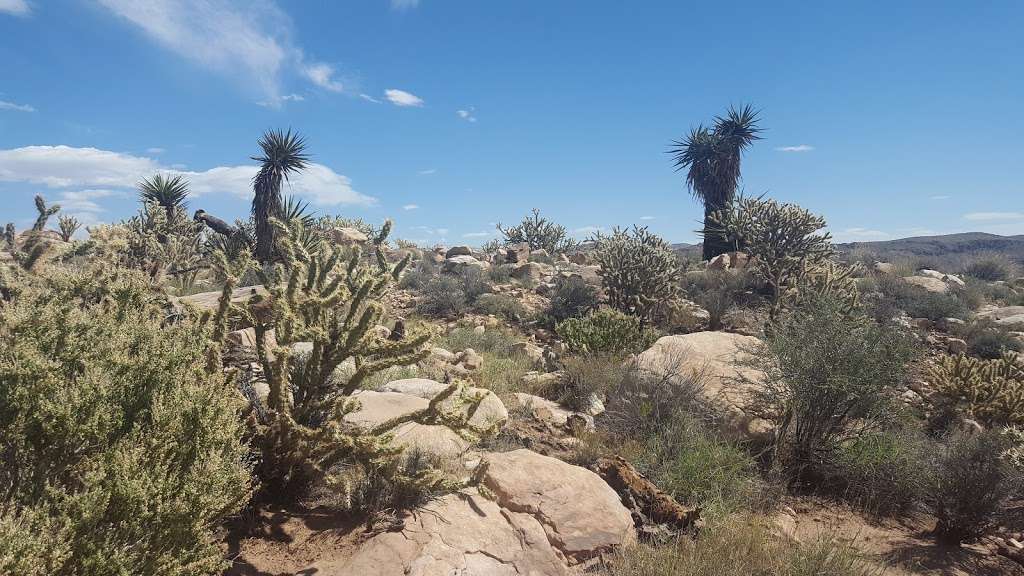 Black Velvet Canyon Trail | Black Velvet Rd, Las Vegas, NV 89161, USA