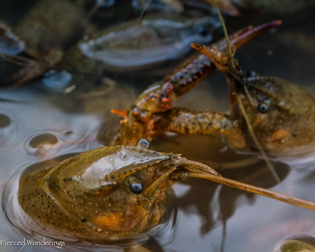 Meechs bait shop | 5000 Lolly Ln apt A, Perry Hall, MD 21128 | Phone: (443) 889-0248