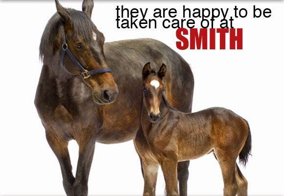 Smith Animal Clinic Inc | 4720 W 109th Ave, Crown Point, IN 46307, USA | Phone: (219) 663-0113