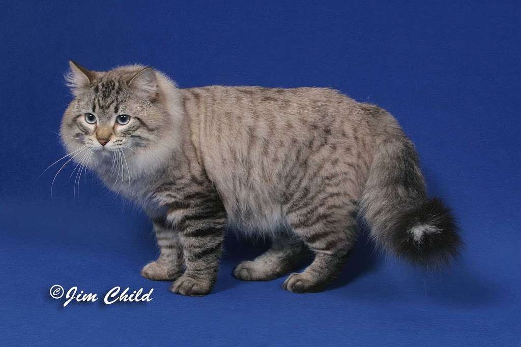 Kokopellie Cattery | Victory / Telegraph, Ventura, CA 93003, USA | Phone: (805) 368-2215