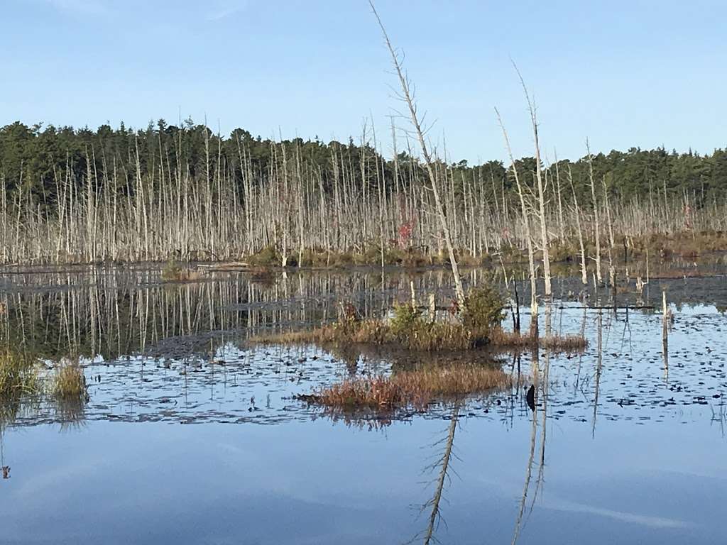 Goshen Pond Camping Area | Wharton State Forest, Shamong, NJ 08088, USA | Phone: (609) 268-0444