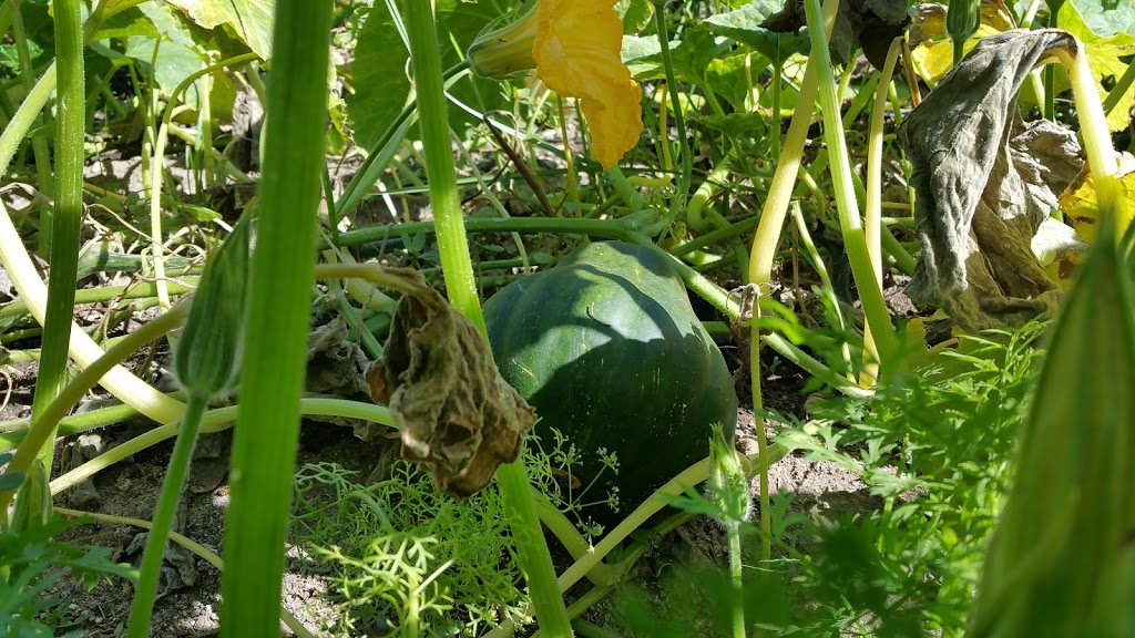 Camino del Sol Community Garden | Oxnard, CA 93030, USA